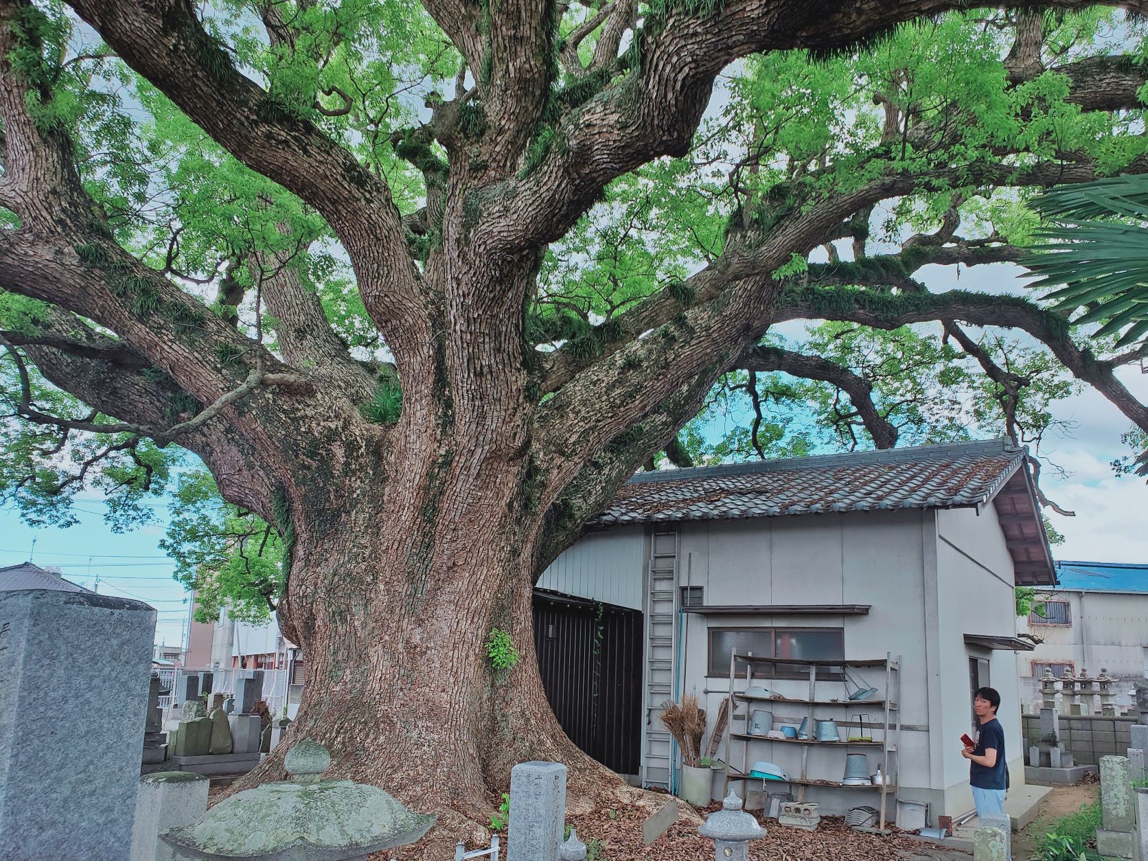 観音寺市 植木 庭木 自然の形 横長の木 盆栽風 門かぶり風 注文 キンメツゲ？ 高さ１．２ｍ